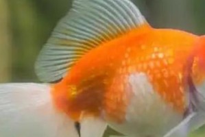 金鱼养殖的水温和水质要求（金鱼生活的理想环境及适宜水温和水质的关键因素）