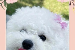 比熊犬剃毛后多久能长出来？（剔毛对比熊犬毛发生长的影响及注意事项）