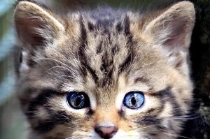 小猫眼睛的神奇特点（揭秘小猫眼睛的奥秘）