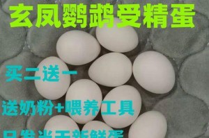 鹦鹉的繁殖习性与孵化护理（了解鹦鹉的蛋数和孵化期，以及适宜的饮食要求）