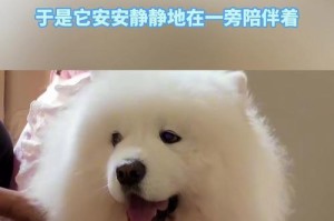 解决狗裙子过大的问题（让狗裙子穿上完美贴身，宠物更时尚自信）