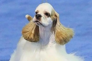 美国军犬（探索美国军犬的品种和特点）
