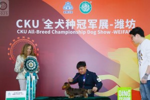 赛级犬（成为赛级犬的条件和培养要素）