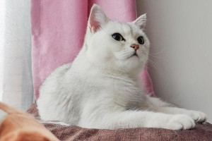 宠物接种疫苗攻略（拥抱健康，宠物也需要疫苗保护）
