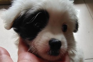 以能长大的狗有哪些？（探索适合家庭的大型犬品种及其成长特点）