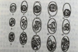 兔子球虫病的治疗药物及防控方法（选择合适的药物治疗兔子球虫病，避免不当使用）