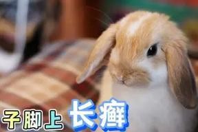 兔子长癣的治疗费用及治疗方法详解（了解兔子长癣的医疗费用以及如何有效治疗）
