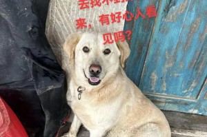 拉布拉多跑步能力解析（探究拉布拉多跑步天赋及运动极限）