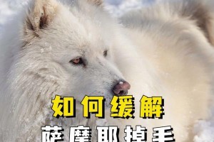 揭秘萨摩耶脱毛现象的成因和治疗方法（了解萨摩耶脱毛症的原因，掌握有效的治疗手段）