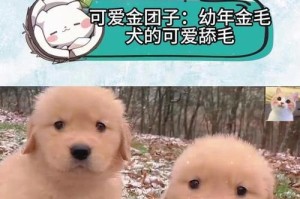 金毛舔人（以舔舐之情表达主人的情感和关爱）