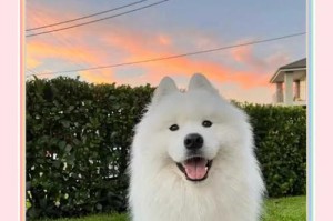 如何正确饲养萨摩耶（避免伤害萨摩耶的行为，让它健康快乐成长）