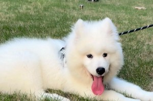 探秘萨摩耶犬后腿细的原因（揭开家中萨摩耶犬神秘的后腿之谜）