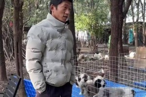 探索武汉的狗场之旅（了解武汉狗场文化，探寻狗狗的乐园）