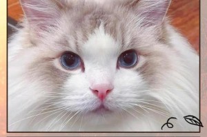 猫咪的呼噜声（频繁发出呼噜声的猫咪，你了解其含义吗？）