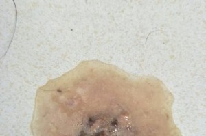 小狗为什么不能吃鸡骨头？（鸡骨头对小狗的危害及食用替代品）