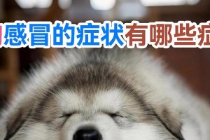 泰迪感冒了，吃点什么？（了解症状和原因，帮助你的泰迪恢复健康！）