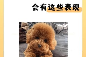 新手养泰迪犬指南（一步一步教你成为泰迪犬专家，让你的小狗健康快乐生活！）