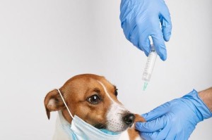 狗狗打完疫苗后多久会产生抗体？（了解狗狗免疫力生成的时间和过程）