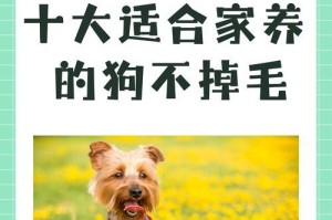 探寻泰迪犬的独特魅力（了解泰迪犬的品种特点与训练技巧）