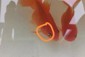 如何有效治疗金鱼的白点病（金鱼白点病的防治关键及常见治疗方法）