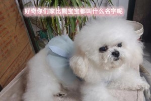 《比熊宝宝的命名奇思妙想》（以比熊起个什么名字好？与你分享15个独特的灵感！）