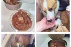 狗狗驱虫药的正确使用时间和方法（狗狗驱虫药的最佳服用时间和注意事项）