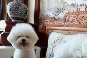 比熊犬的疫苗接种时间——你了解吗？（探索比熊犬接种疫苗的最佳时机）
