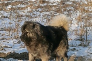 高加索犬的成长期及时间预估（了解高加索犬成长周期，提前为它们做好准备）