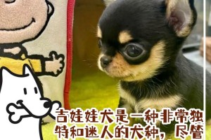 吉娃娃的优点与优势（探究吉娃娃的可爱外貌与忠诚品质）