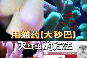猫咪涂药膏需要多长时间才能被吸收？（探讨猫咪涂药膏吸收时间及影响因素）