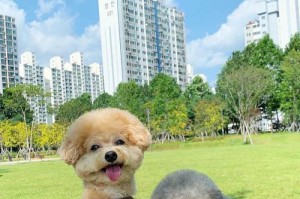 泰迪狗狗的喜好之色（探索泰迪狗狗对颜色的喜好和关键因素）
