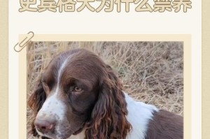 史宾格犬（为什么这么多人钟爱史宾格犬？探索其聪明和治愈的特质）