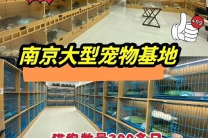 如何正确饲养金毛犬（关爱细节，打造幸福金毛生活）