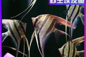 神仙鱼养多久算定水了？（探讨神仙鱼养殖中水质稳定的时间要求）