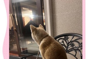 秋田犬的缺点及是否被禁养（了解秋田犬的问题与规定，为养犬做好准备）