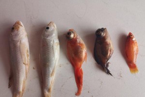 鱼缸水锈（探讨鱼缸水锈对鱼类的影响及适合的食物选择）