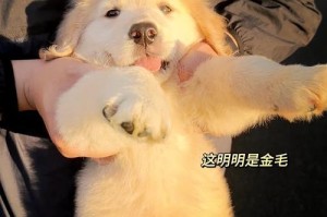 金毛修毛秘籍——毛发护理的时间间隔是多久？（了解金毛的理想修毛频率，让你的宠物看起来一直光鲜亮丽）
