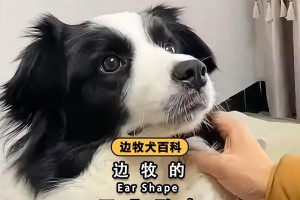 边牧耳朵种类及特征解析（探索边牧耳朵多样性和遗传基础）