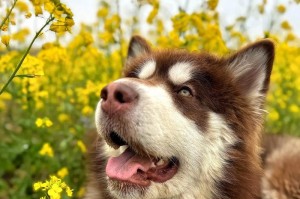 探秘狗身上毛发的生长奥秘（解密狗毛成长的关键因素及特点）