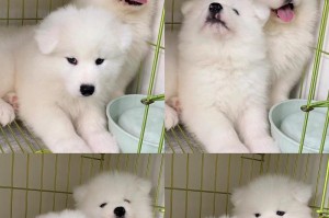 以萨摩耶犬疫苗注射时间的重要性（了解以萨摩耶犬的疫苗注射时间表，确保宠物的健康）