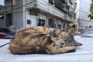 带猫出行的必备物品和注意事项（猫咪出行必备物品有哪些？如何安全地带猫出行？）