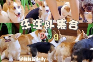 小斗狗的科学饮食指南（为宠物小斗狗提供均衡健康的食物，让它们活力四溢）