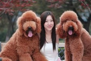 巨型泰迪价格分析（探索巨型泰迪价格波动及其影响因素，你能接受吗？）