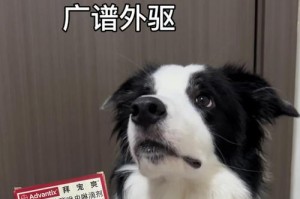 边牧的驱虫时间及方法（了解边牧的驱虫周期，保护宠物的健康）