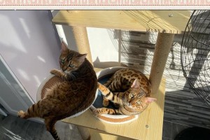 如何照顾孕猫并帮助其顺利接生（孕猫护理和接生指南）