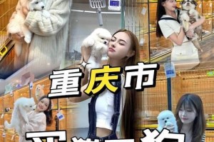 适合新手上班族养的狗狗种类及价格（选择适合生活方式的狗狗伴侣，价格合理可负担）