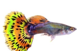 孔雀鱼的最适水温是多少？（探究孔雀鱼的理想水温范围及其对鱼类生长的影响）