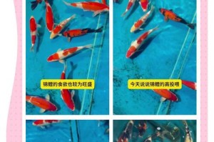 观赏鱼的高蛋白食物补充方法（选择适合观赏鱼的高蛋白食物，让它们保持健康与活力）