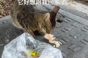猫不听话能饿多久？（探索猫咪的饥饿耐受度及其对健康的影响）
