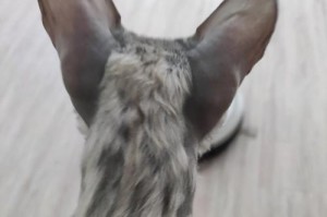 小猫为什么脖子一直响？（探究小猫脖子响声的原因及解决方法）